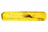 Fossil Stonefly (Plecoptera) in Baltic Amber #270835-1